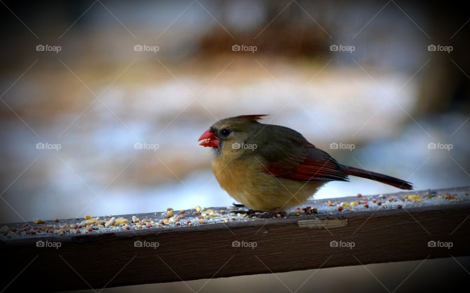 female cardinal
