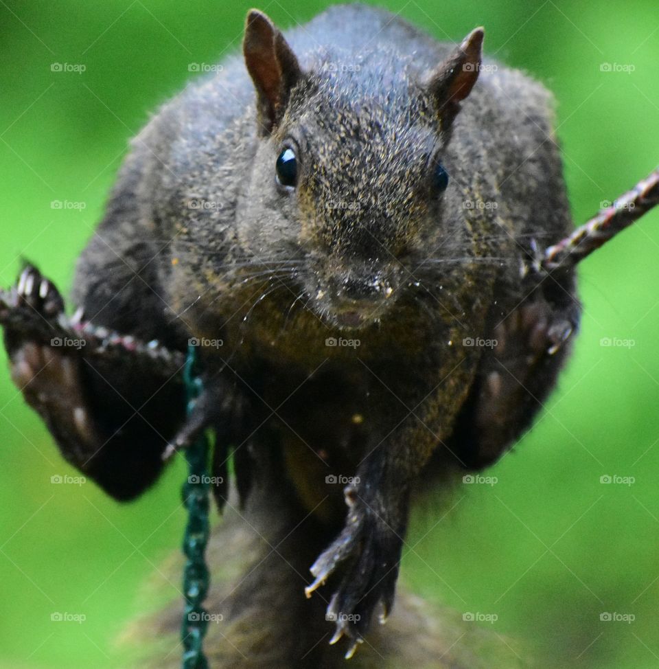 Squirrel on a rope.