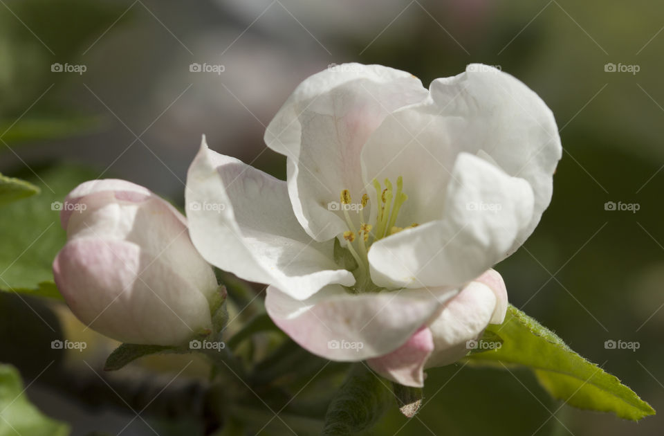 Wide open apple flower blooming with stamens
