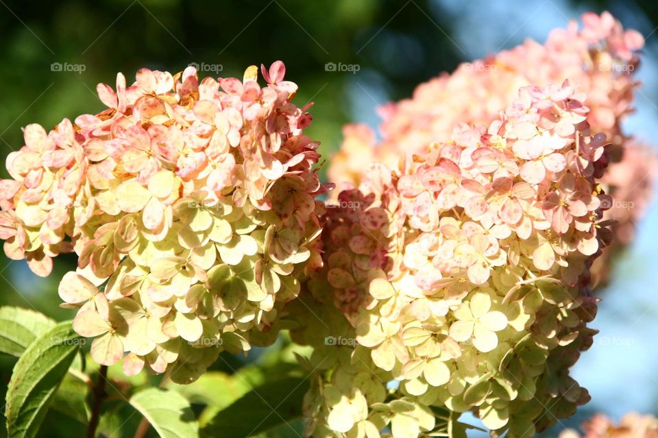 white and pink hydrangea