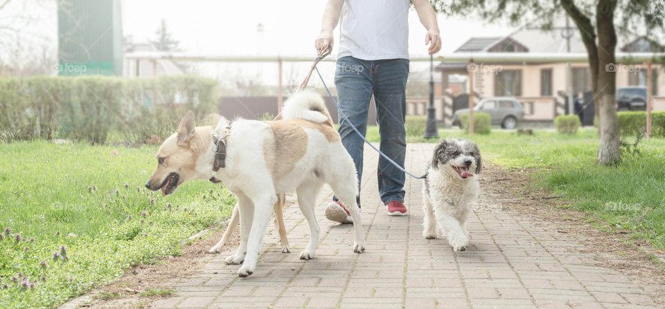 man walking three dogs outdoors