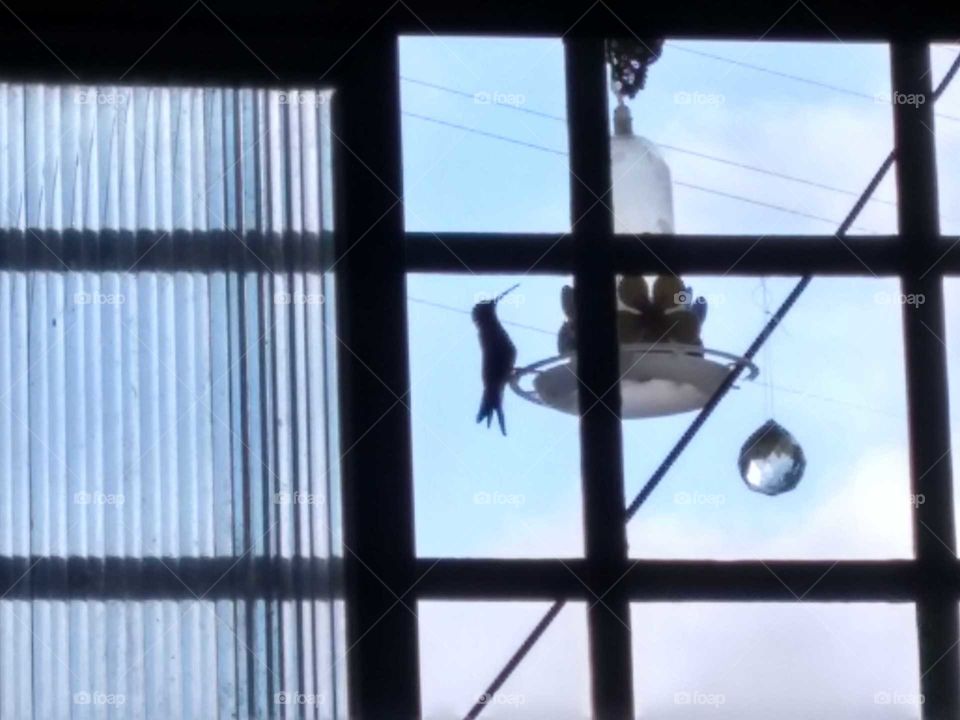 Um beija flor querendo tomar água com açúcar , visto do quarto em cima da cama pela janela.