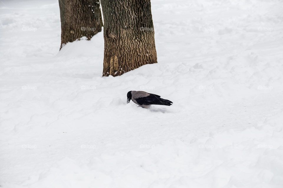 A bird on the snow covered ground