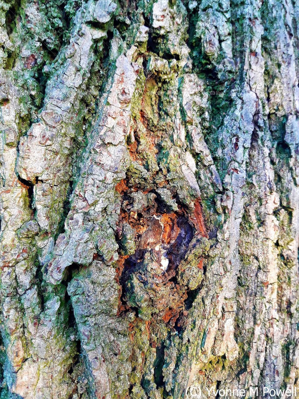 Tree bark