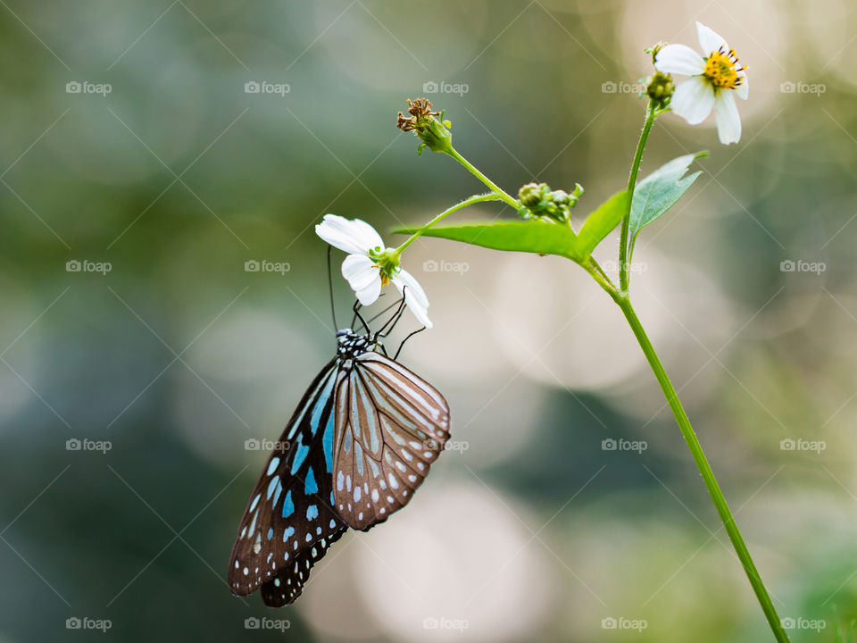 butterfly with flower