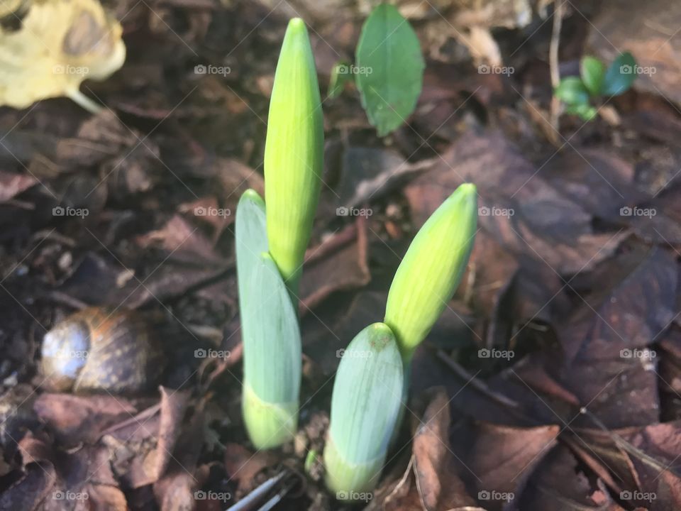 Early Risers. These daffodils, cultivar "Dutch Master," bloomed in January instead of February this year.