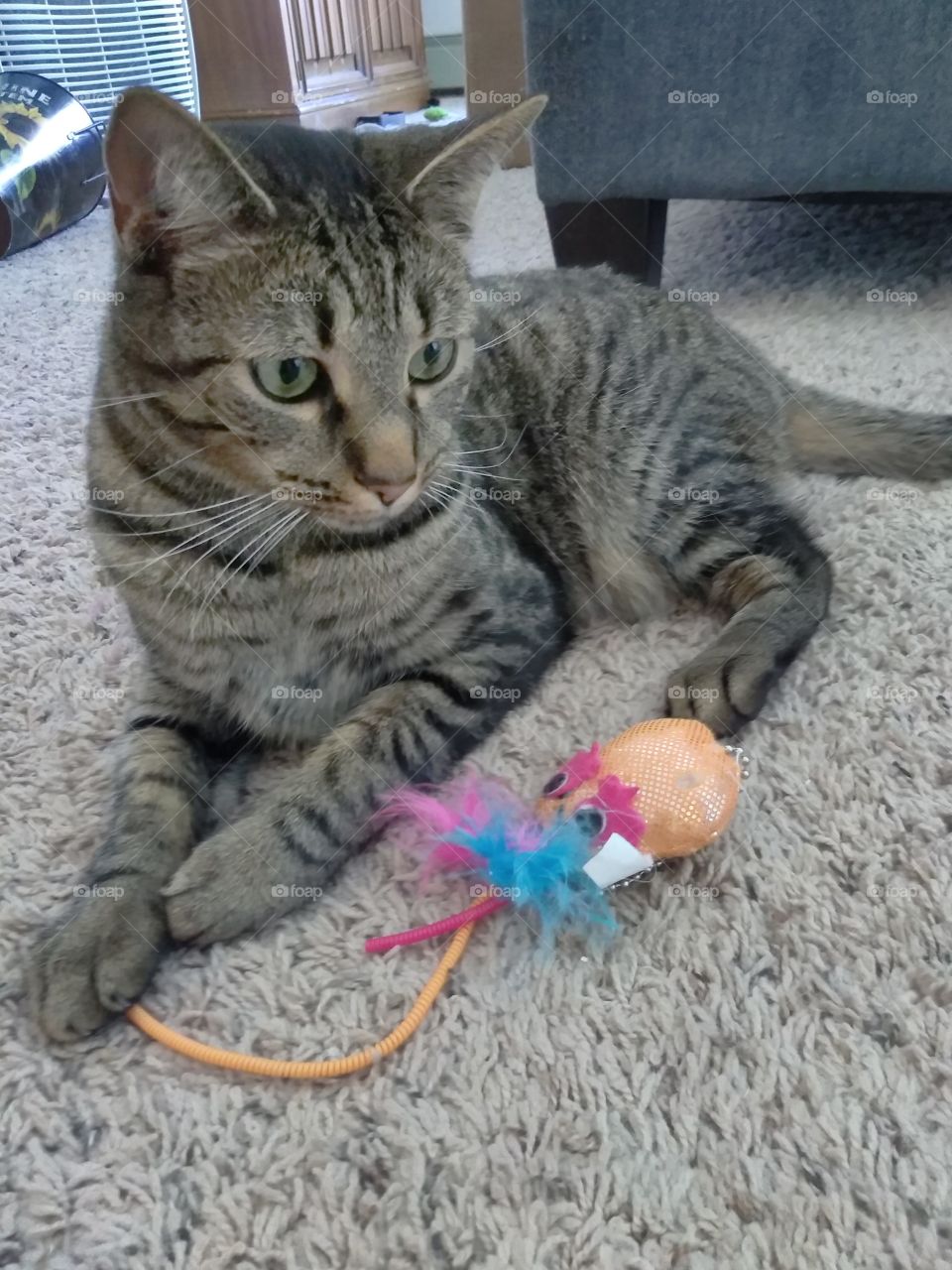 toy time!