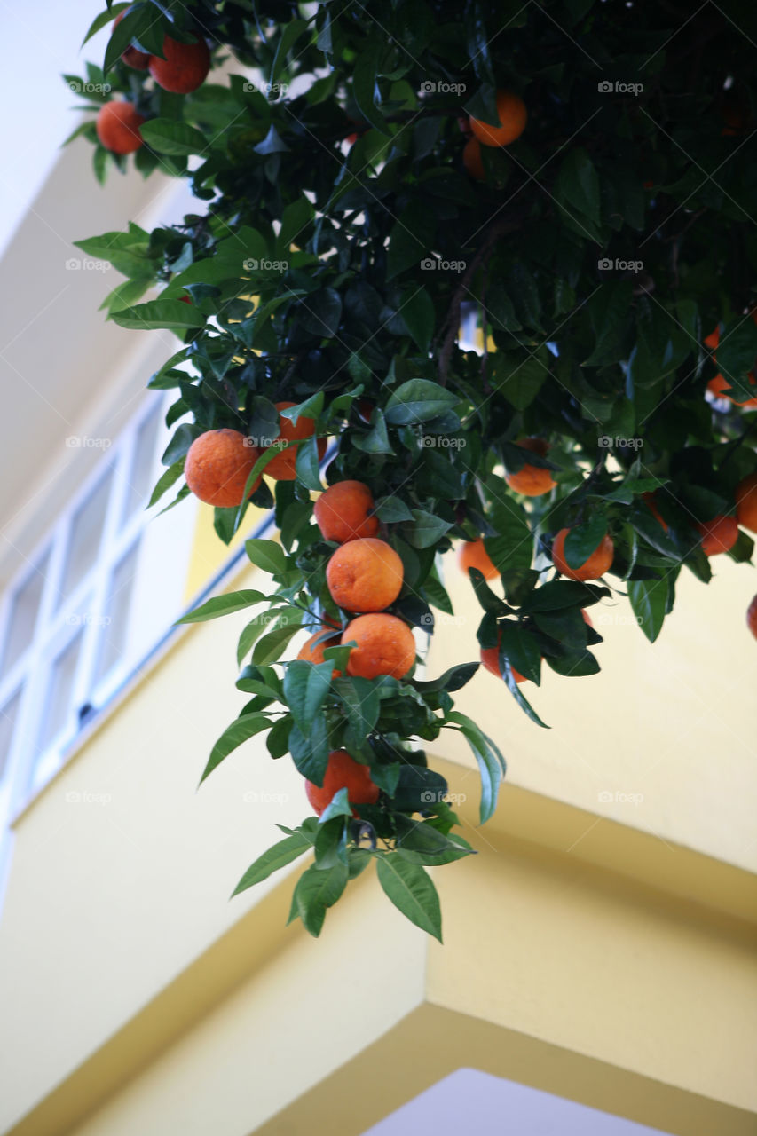 Tangerines on the tree ready for the harves