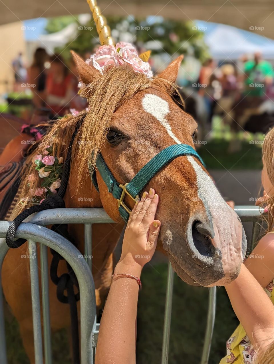 unicorns meet and greet unicorn dress up horse races countryside summer trip petting a horse