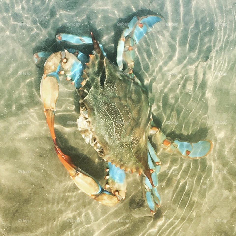 Blue Crab Swimming 