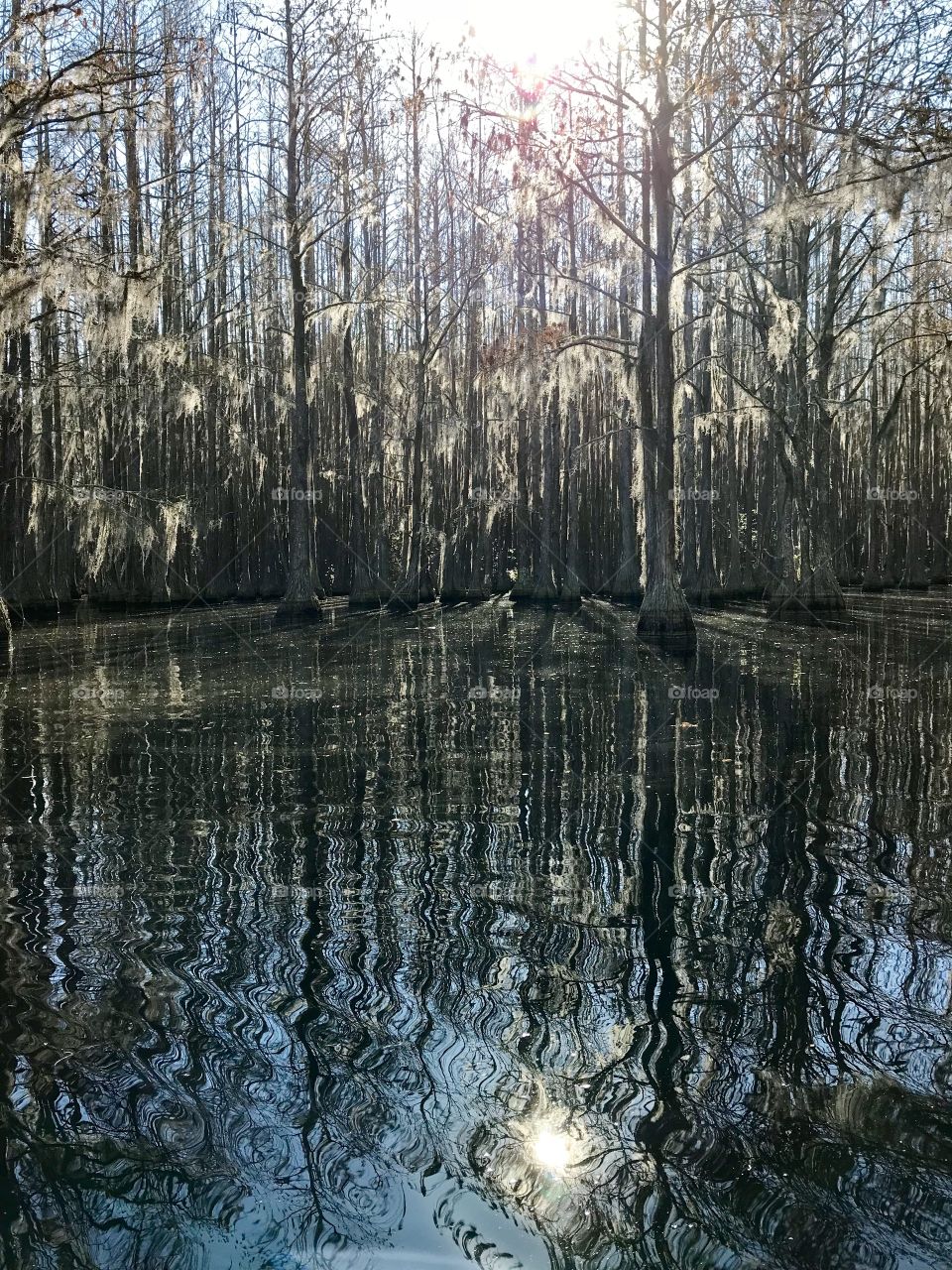 Sunset in the Cypress tree lake forest  