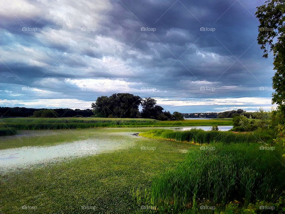 River with plants in and around it