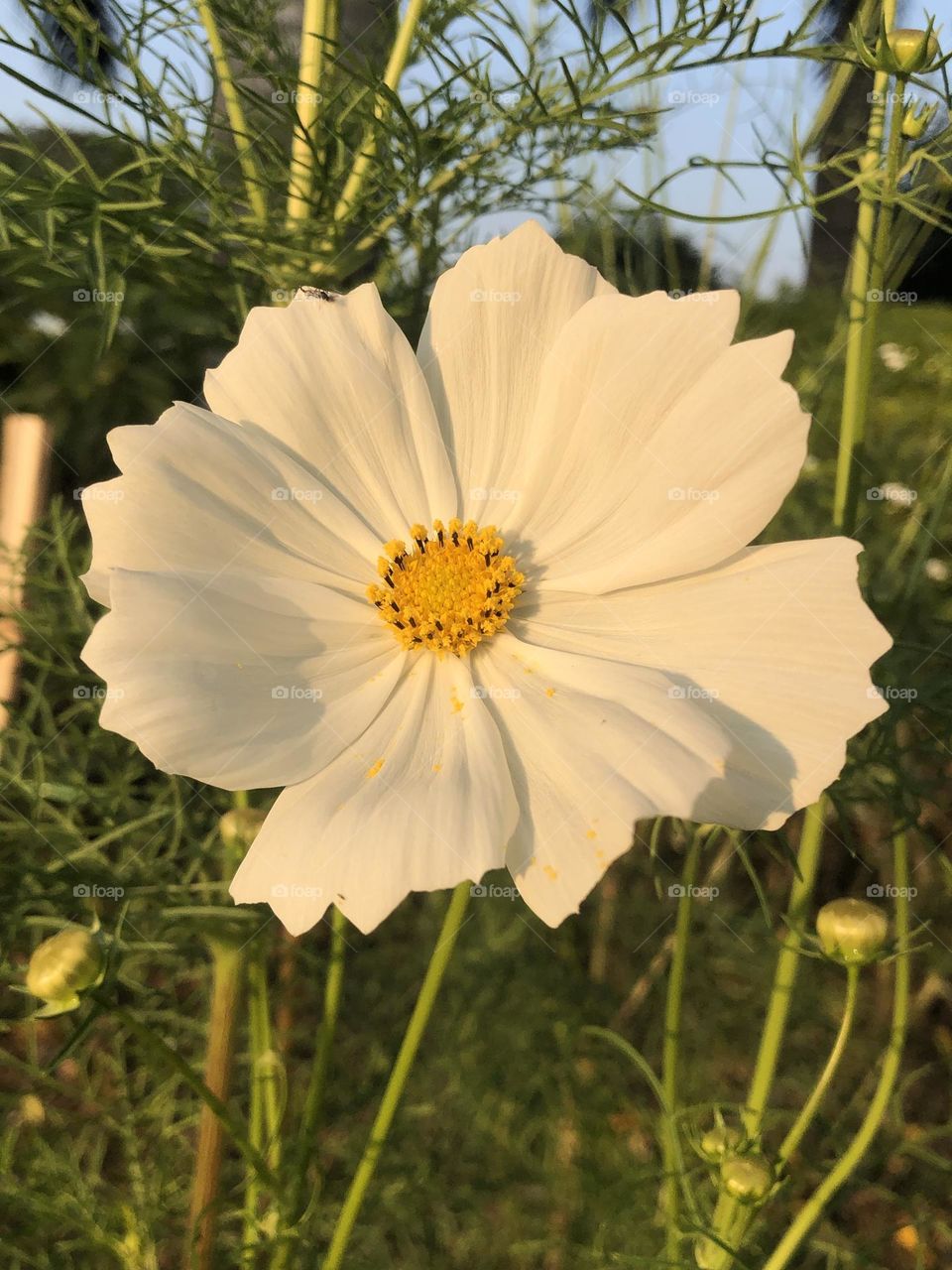 White flower 