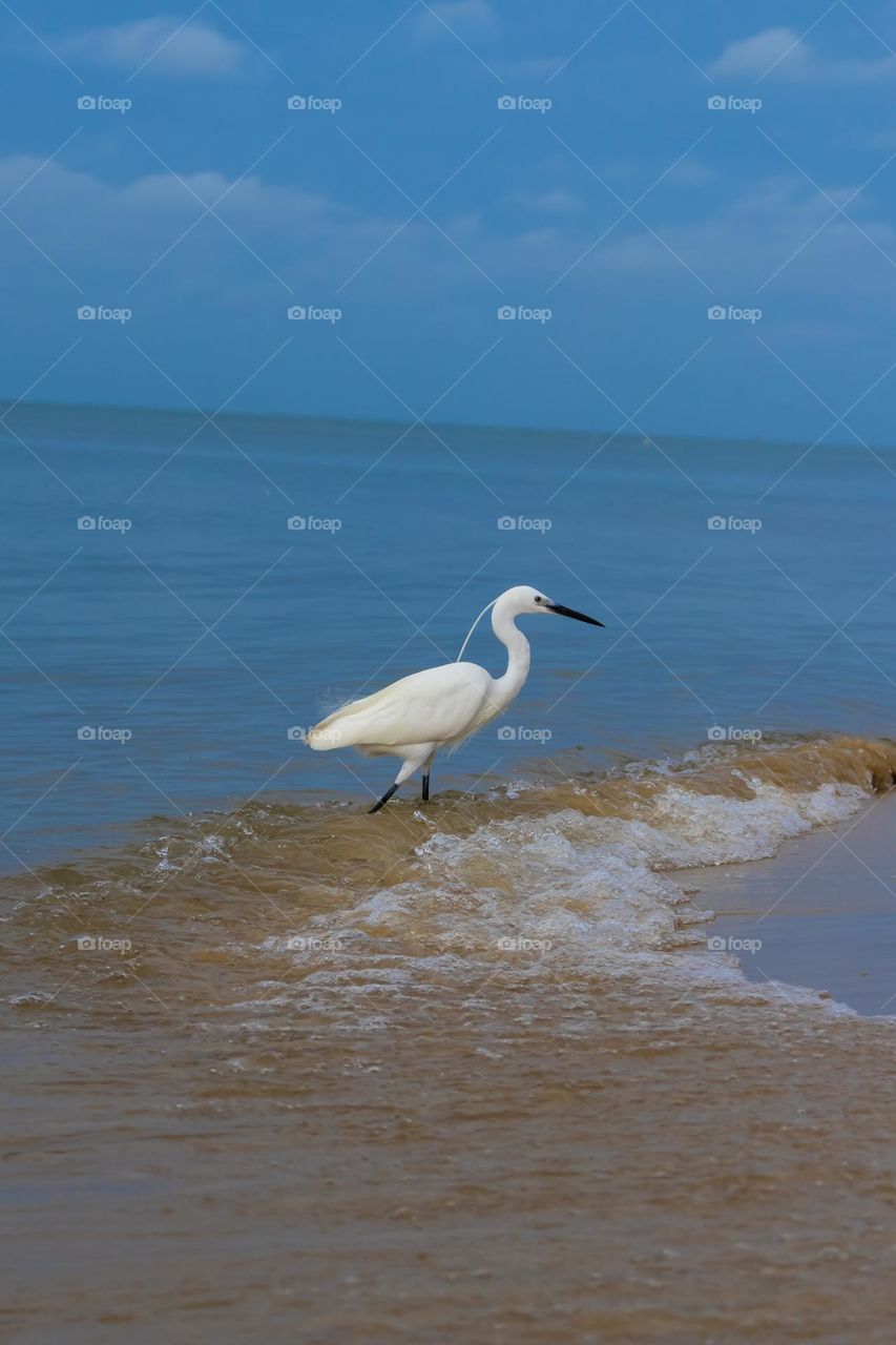 Breakfast time..! Egret caught in action at Thalaimannar Island, Sri Lanka.