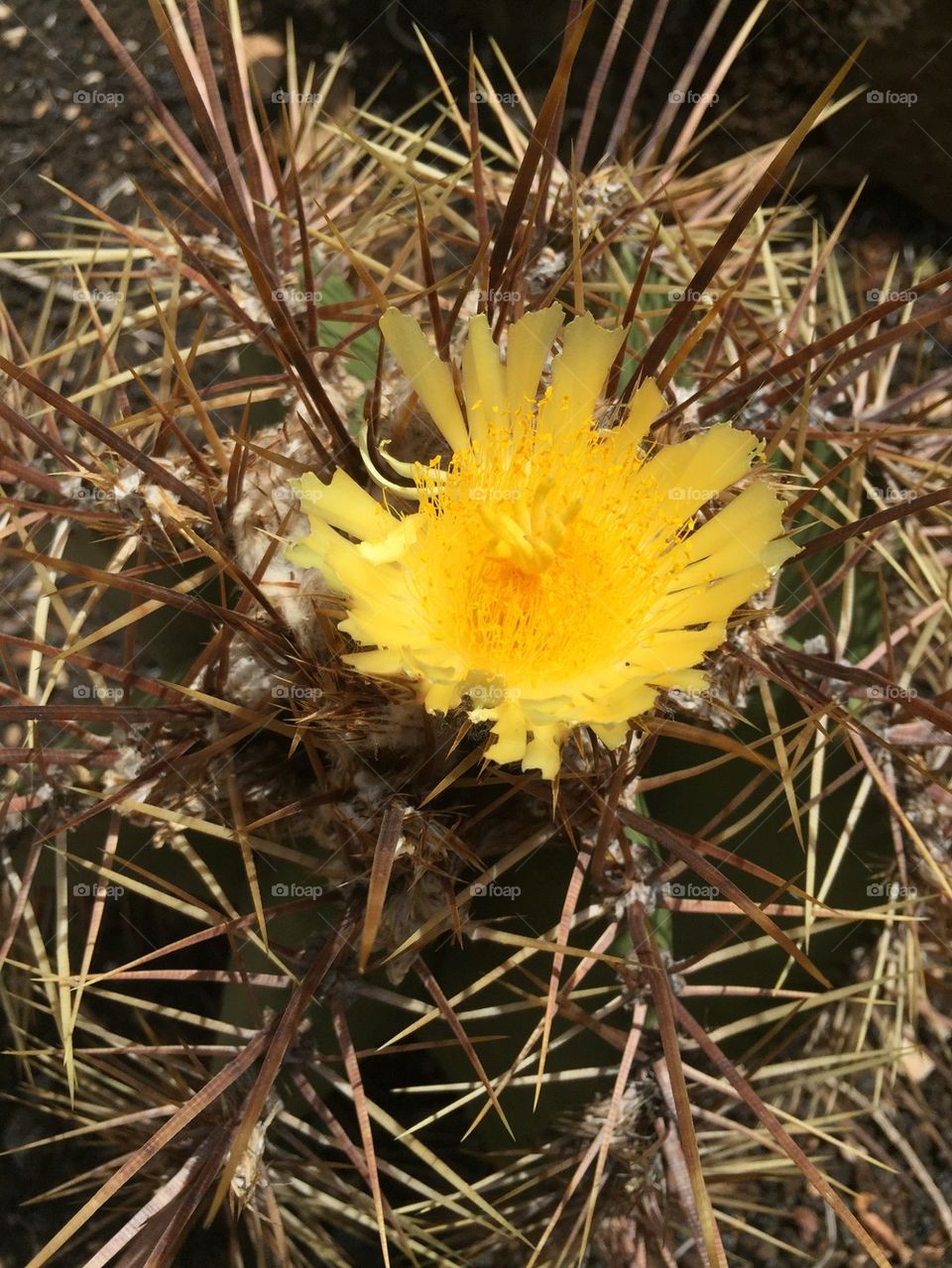 Beautiful Yellow Danger