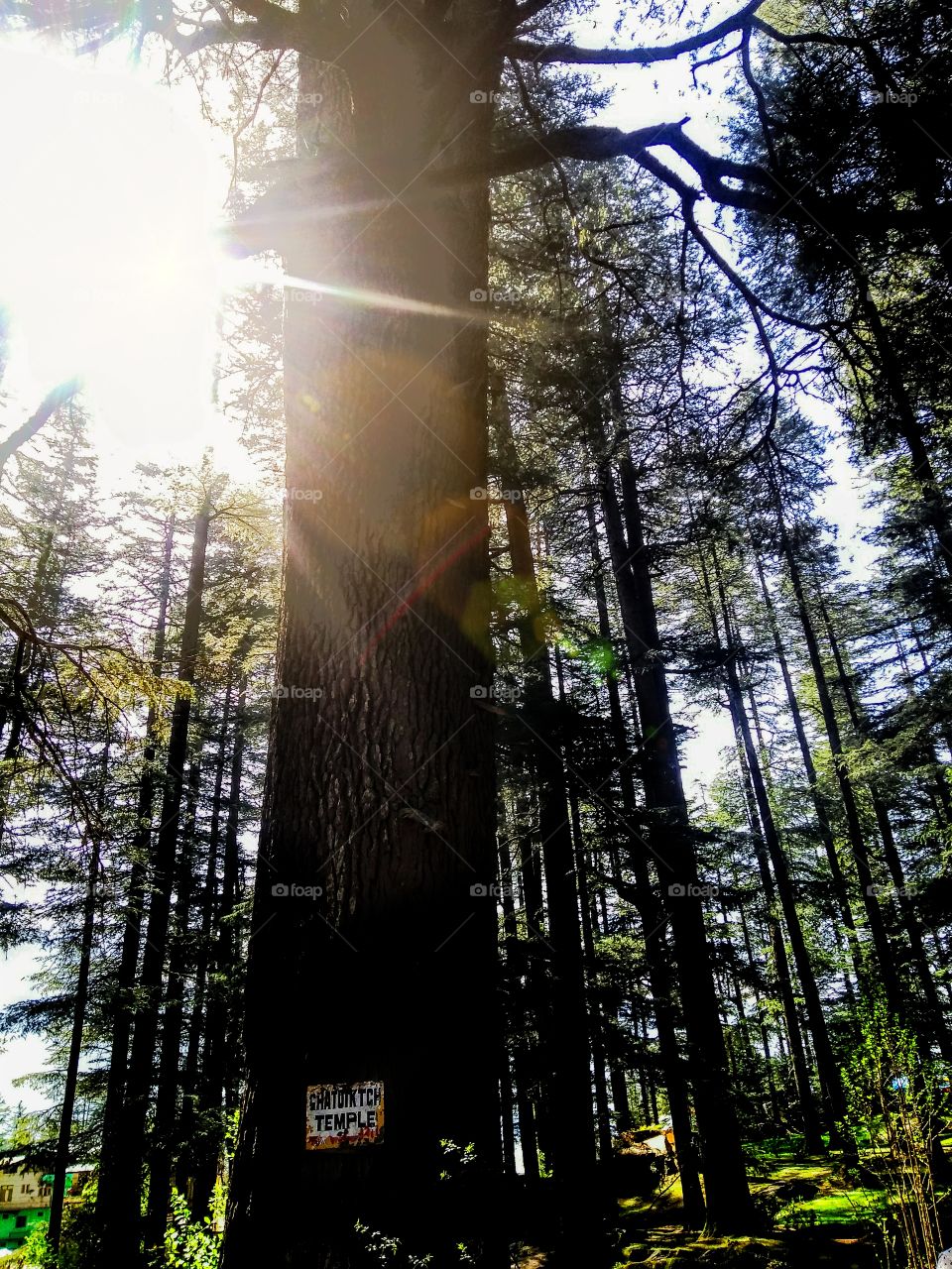 The dense forest of Himalaya.
#devine #temple #tree #intothewoods #himachal #northindia #kasol #manali #himalaya