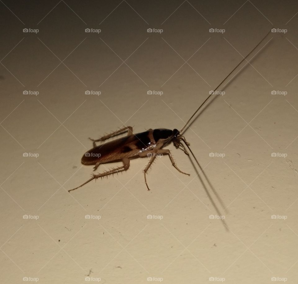 Cockroache