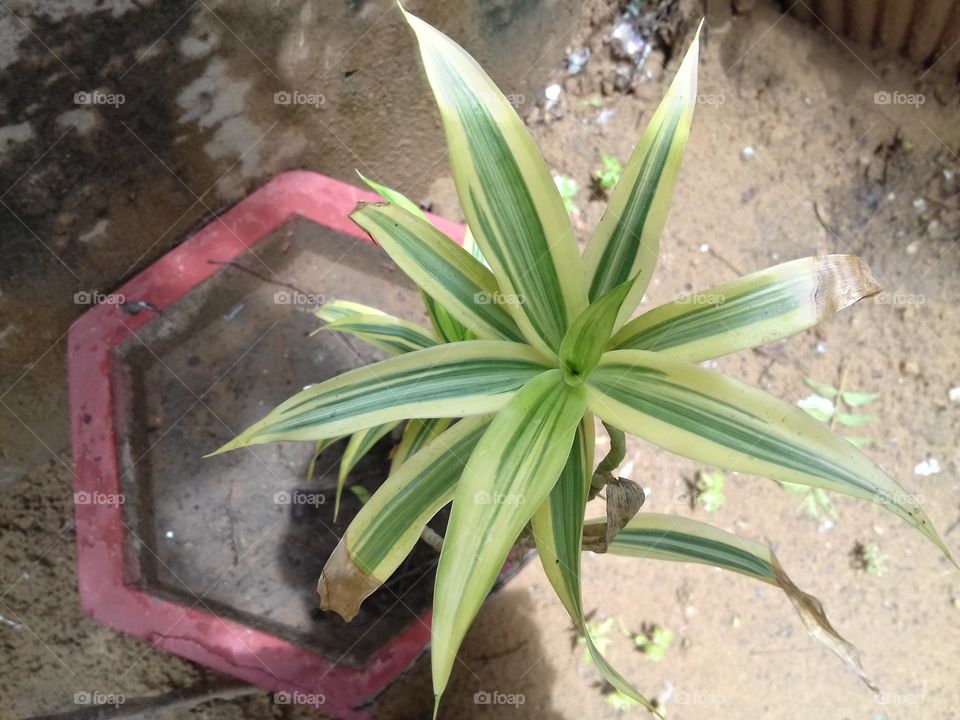 wow! Best blur photography of green plants in garden and park.