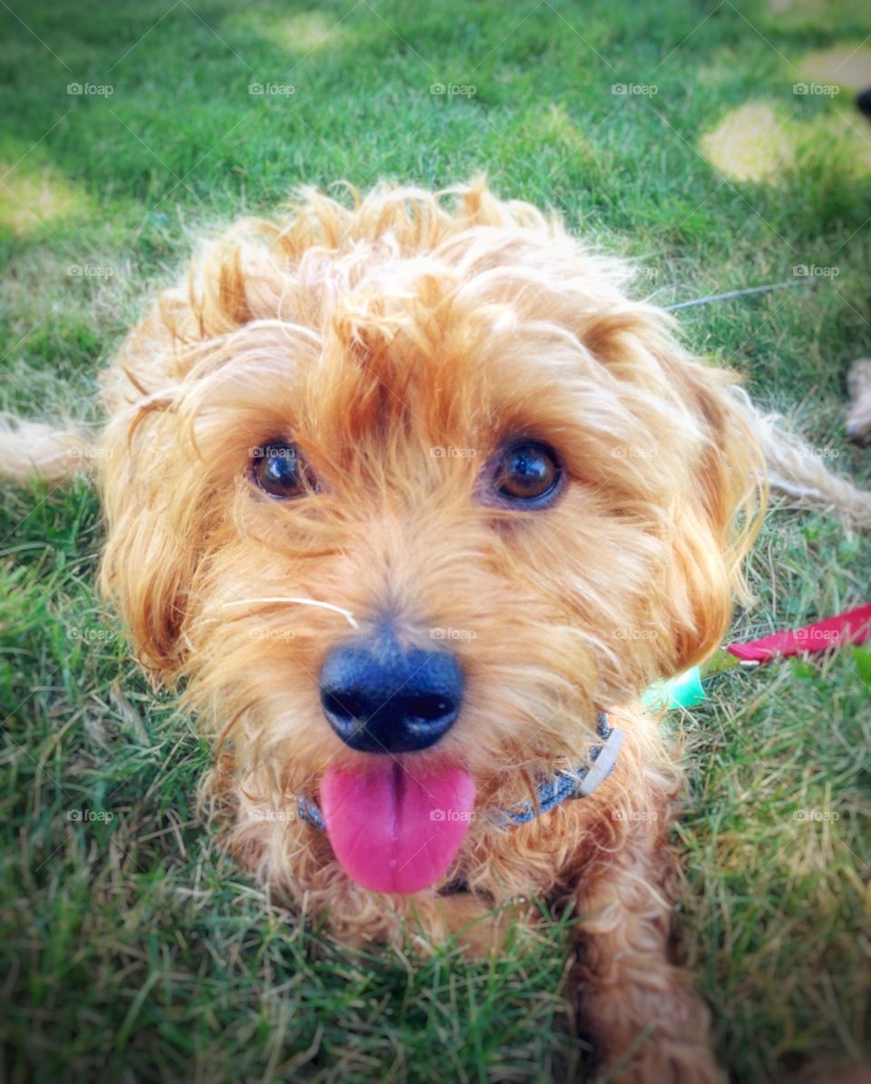 Muriel. My lil dog enjoying summer at the park.