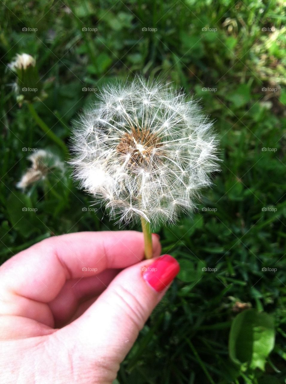 Make a wish