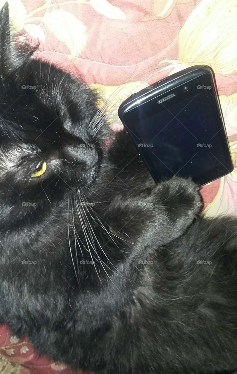 My cat talking on my cellphone lol.