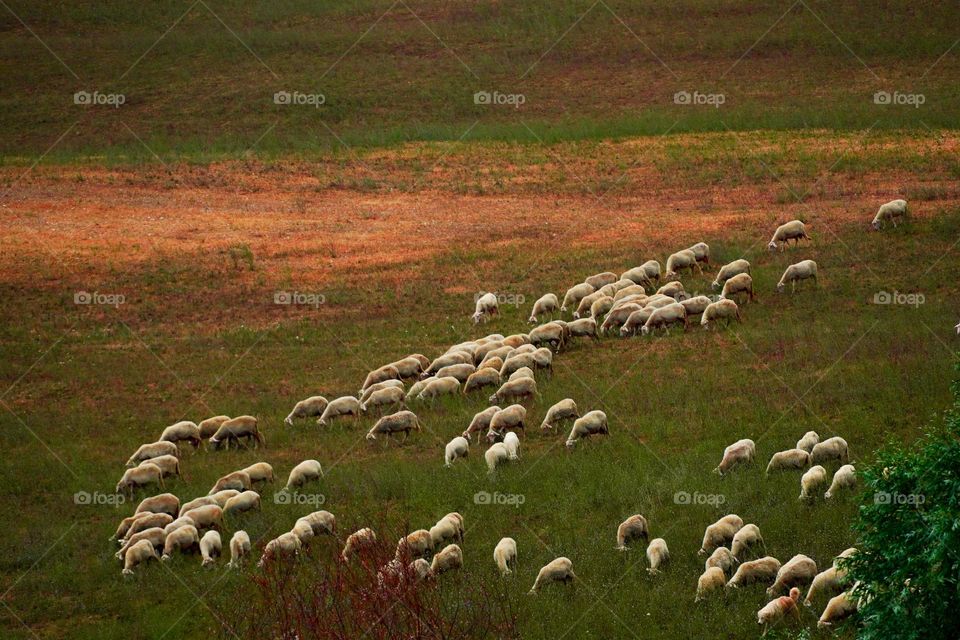 A flock of sheep