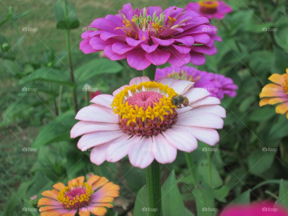 Click of honeybee on garden flower in a monk temple