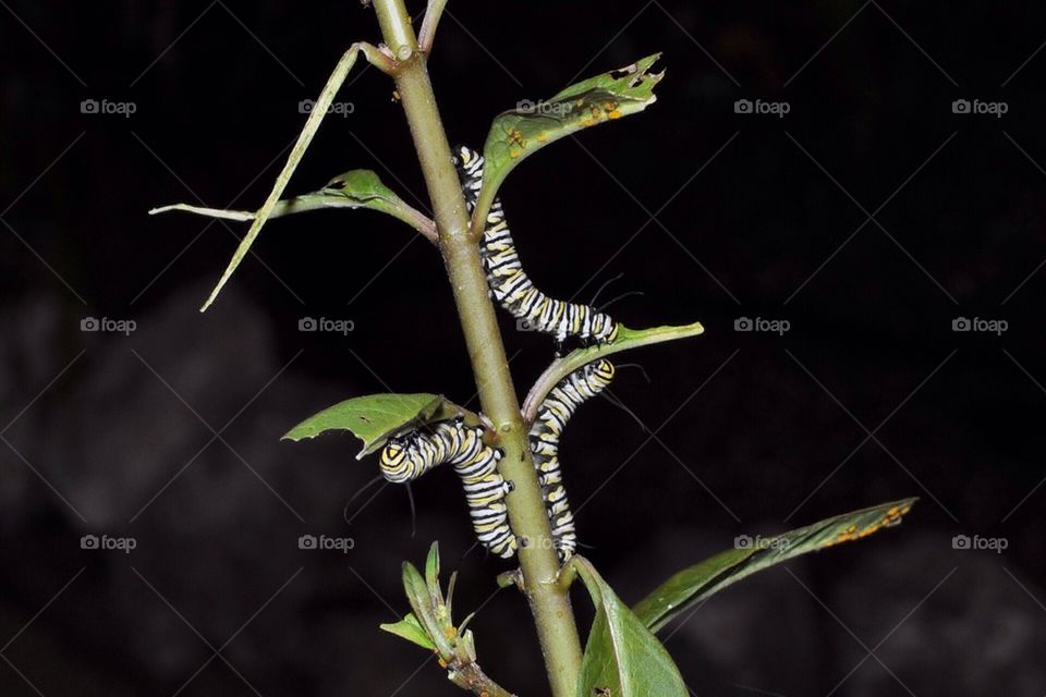 Caterpillers