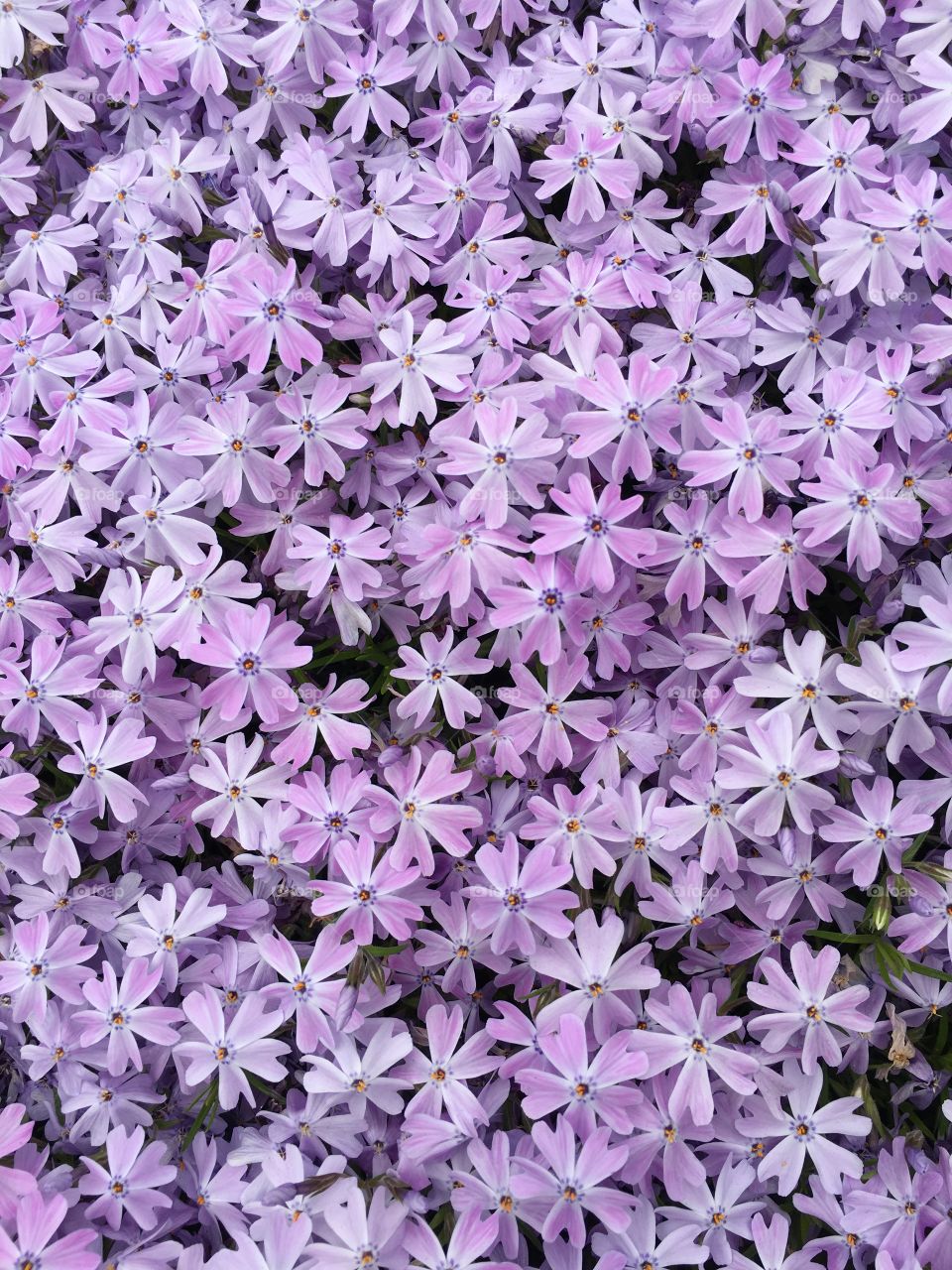 Phlox