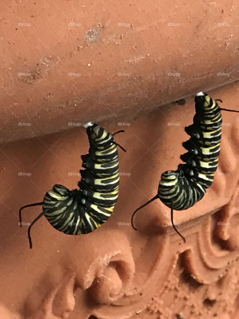 Two monarch caterpillars moments ago glued their bottoms onto planter readying for cocooning.