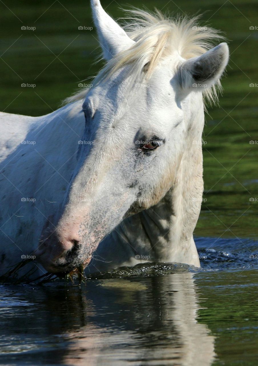 Wild Horse in the River