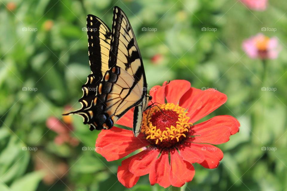 Butterfly feeding on a Zinnia