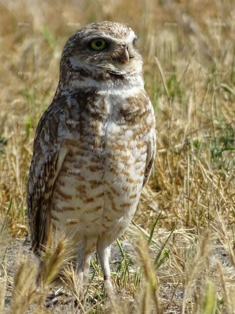 Burrowing Owl