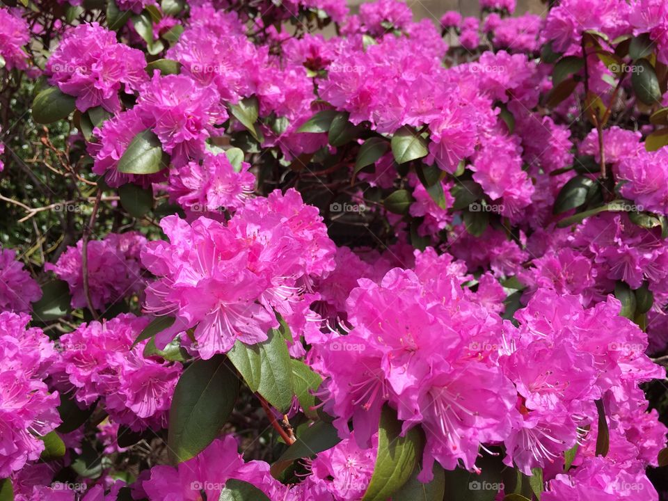 Pink rhododendron