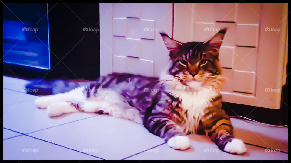 My Maine Coon Cat Hannibal colorful