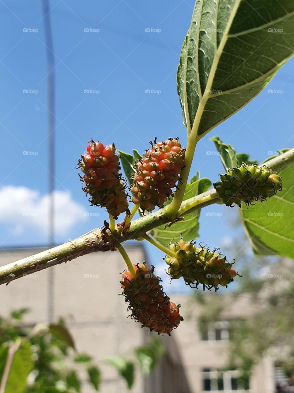 mulberry branch against blue sky and wall with green snd red berries