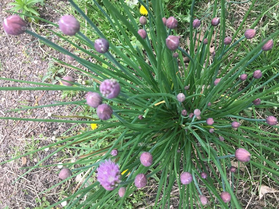 Spring buds 