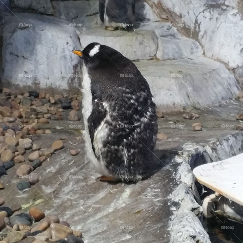 miserable penguin