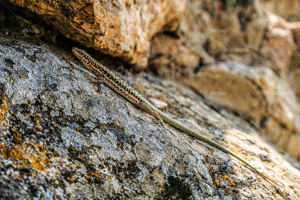 Lizard on a rock