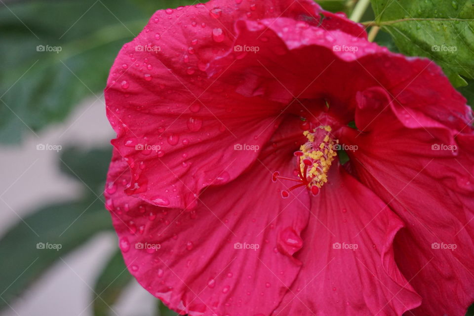 Dew drops on hibiscus petals. 