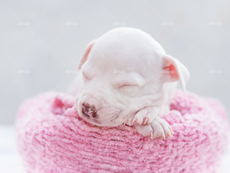 Sleeping newborn dog