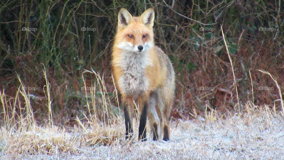 Alert red fox on a frosty morning