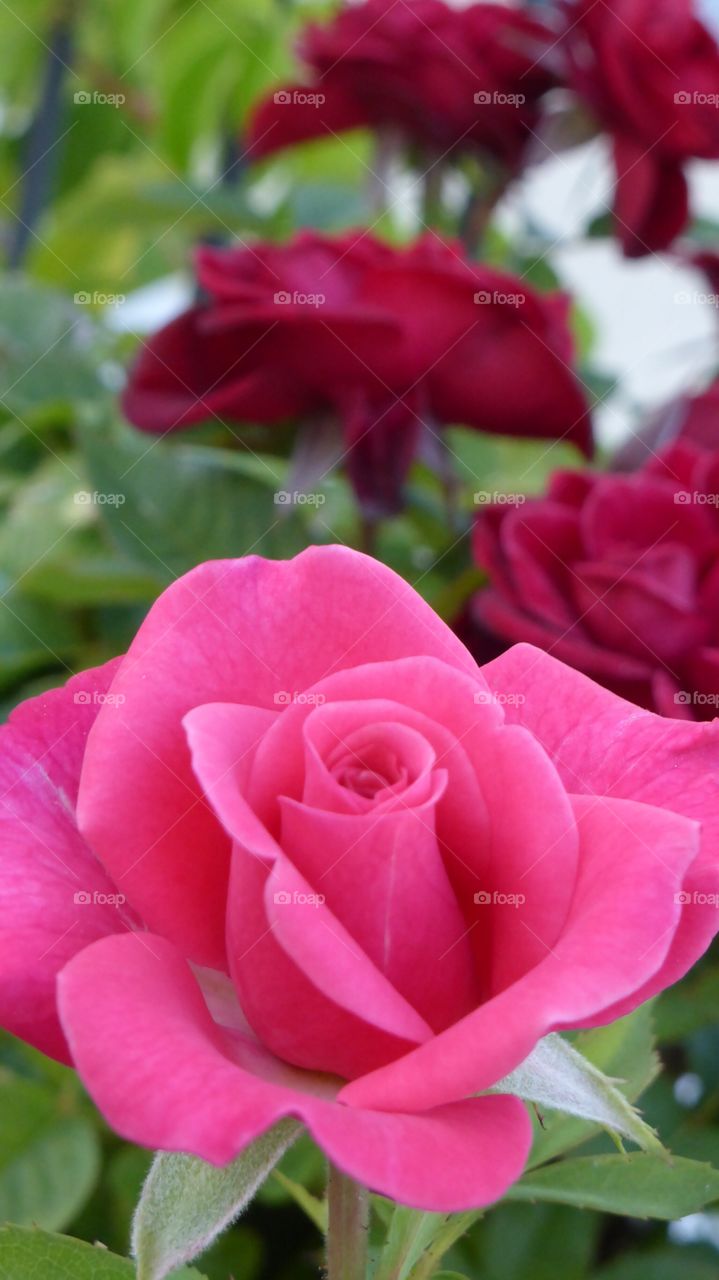 Inside a rose . Inside a fresh rose in my garden