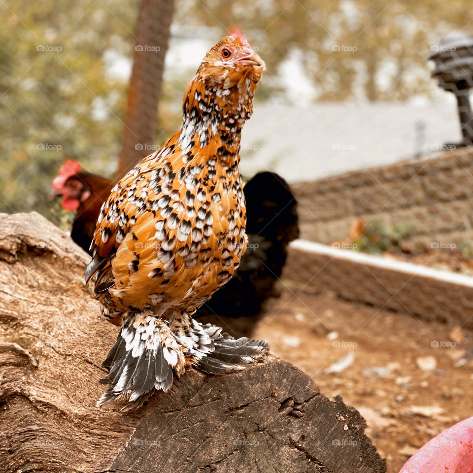 Mille Fleur D’uccles pullet 