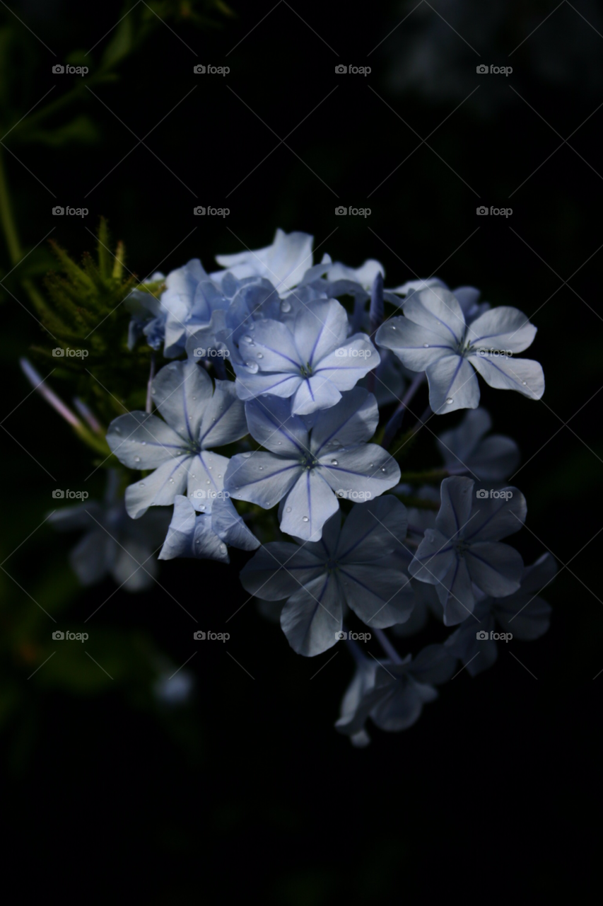cluster after rain dark background small blue flowers by gbp