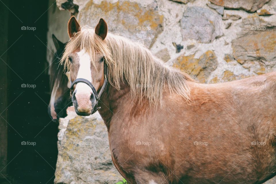 Horses at the stable