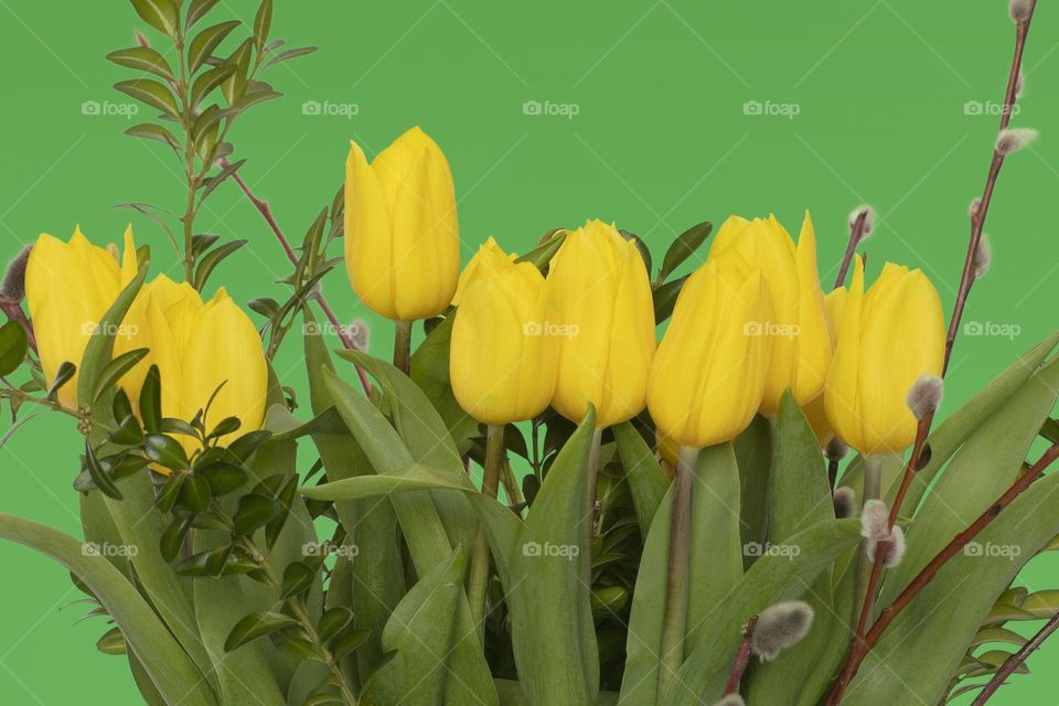bunch of yellow tulips with willow catkins