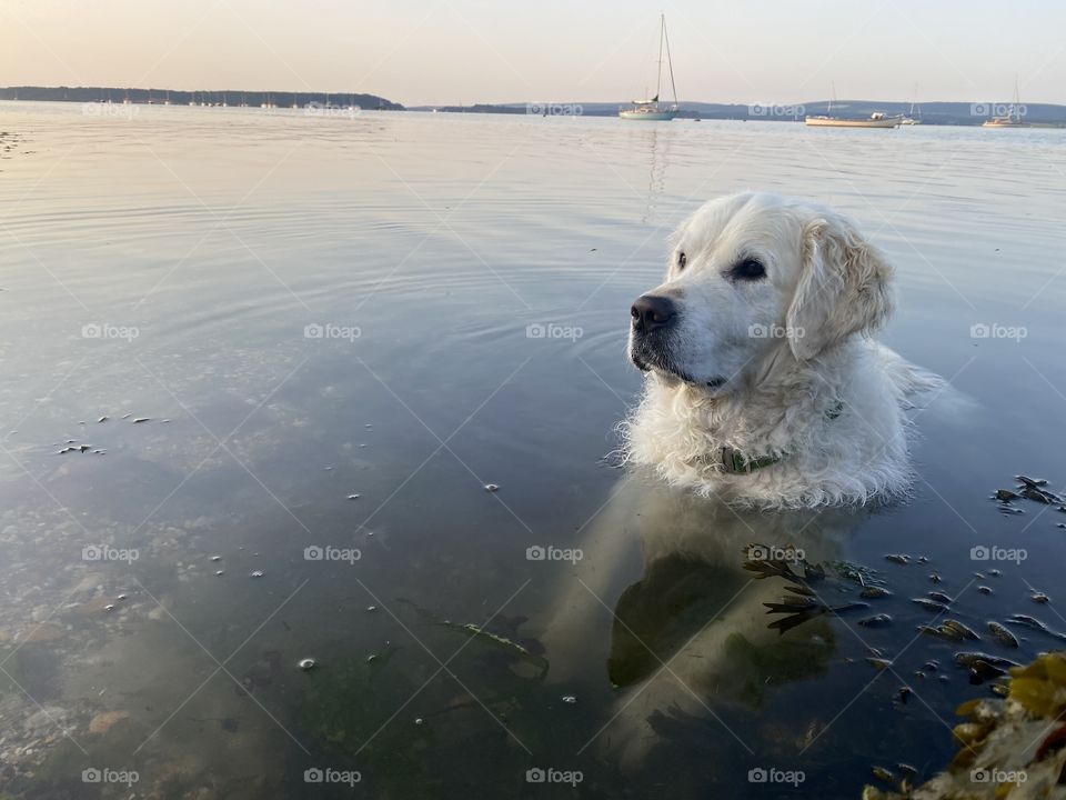 Golden retriever dog dipping in the sea