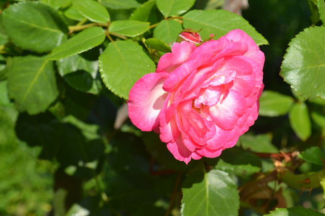 beautiful pink rose