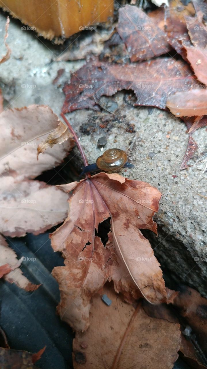 Snail life